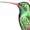 Picaflor Verde