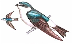 Golondrina Ceja Blanca