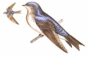 Golondrina Doméstica