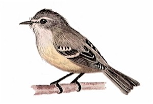 Piojito Vientre Amarillo